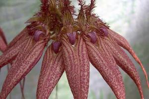 Cirrhopetalum (Bulbophyllum) Lovely Elizabeth