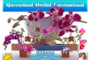 Queensland Orchid International Ikebana