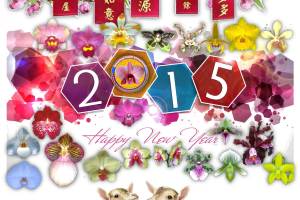 Queensland Orchid International Happy Chinese New Year 2015