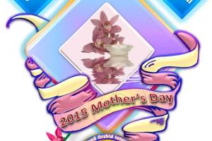Celebrate 2015 Mother's Day with Queensland Orchid International