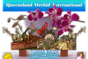 Tomas Bajza at Queensland Orchid International (1)