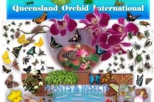 Queensland Orchid International Plants & Insects